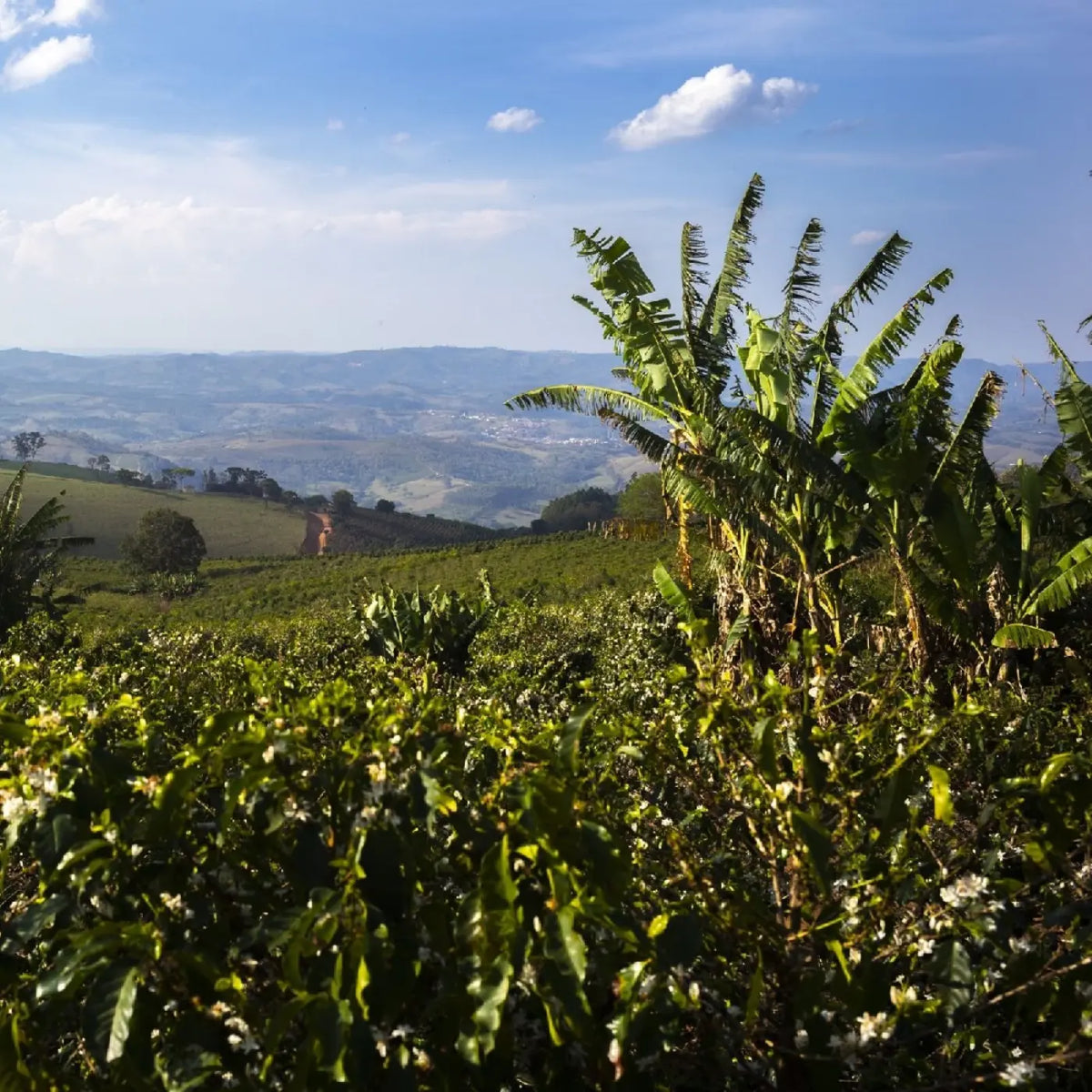 Café Fazenda Ambiental Fortaleza Arara Natural Bio