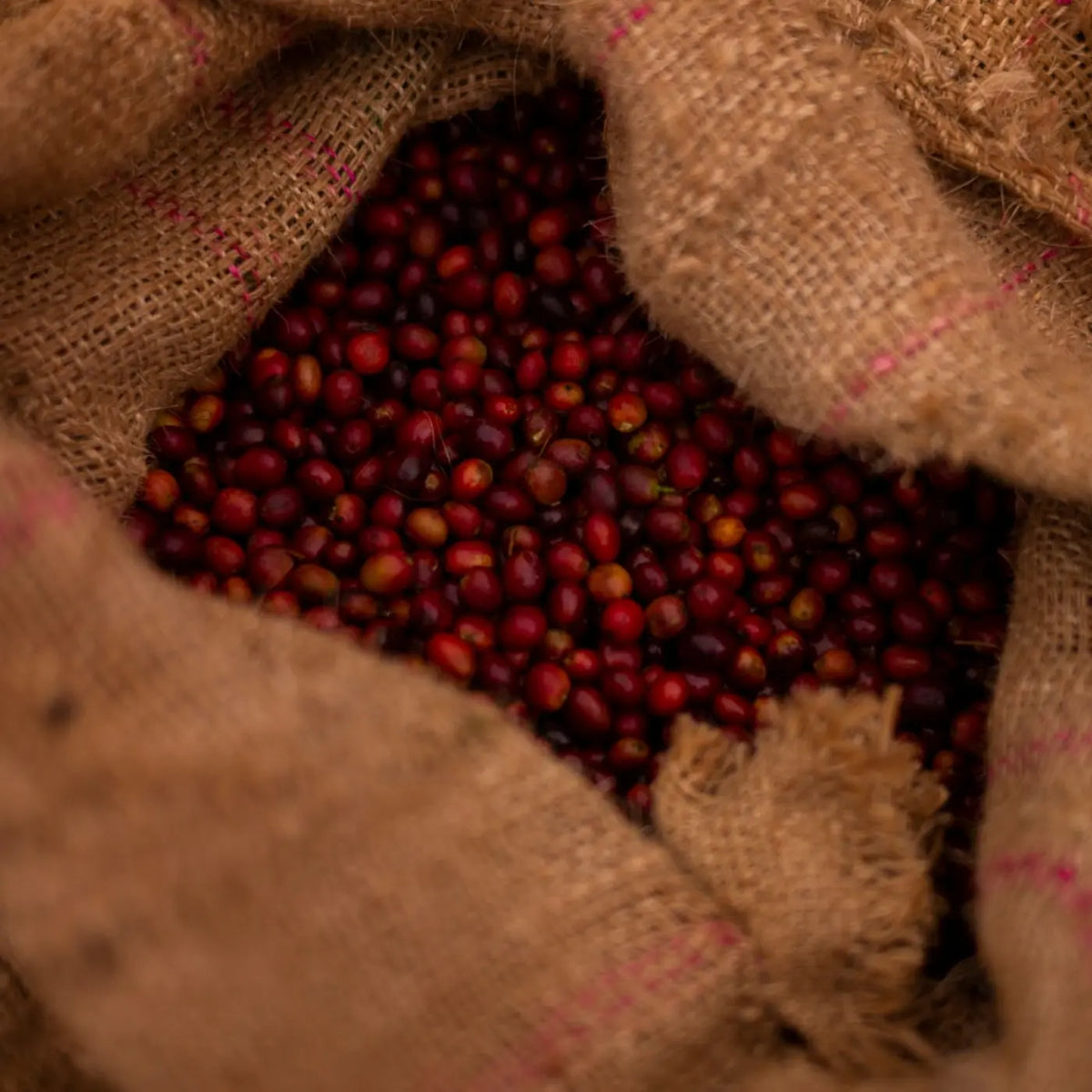 Café H3 Bio