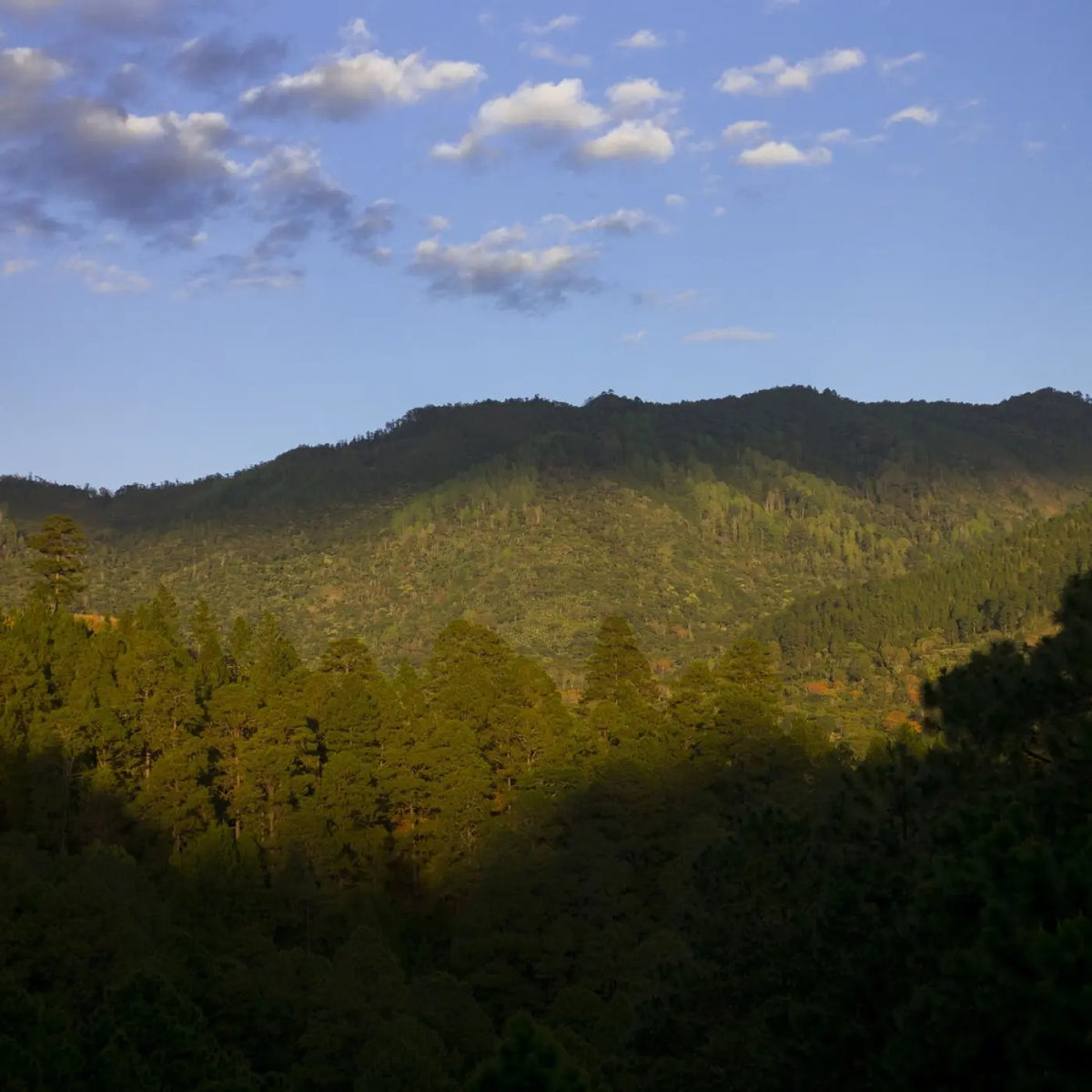 Café Los Pinos