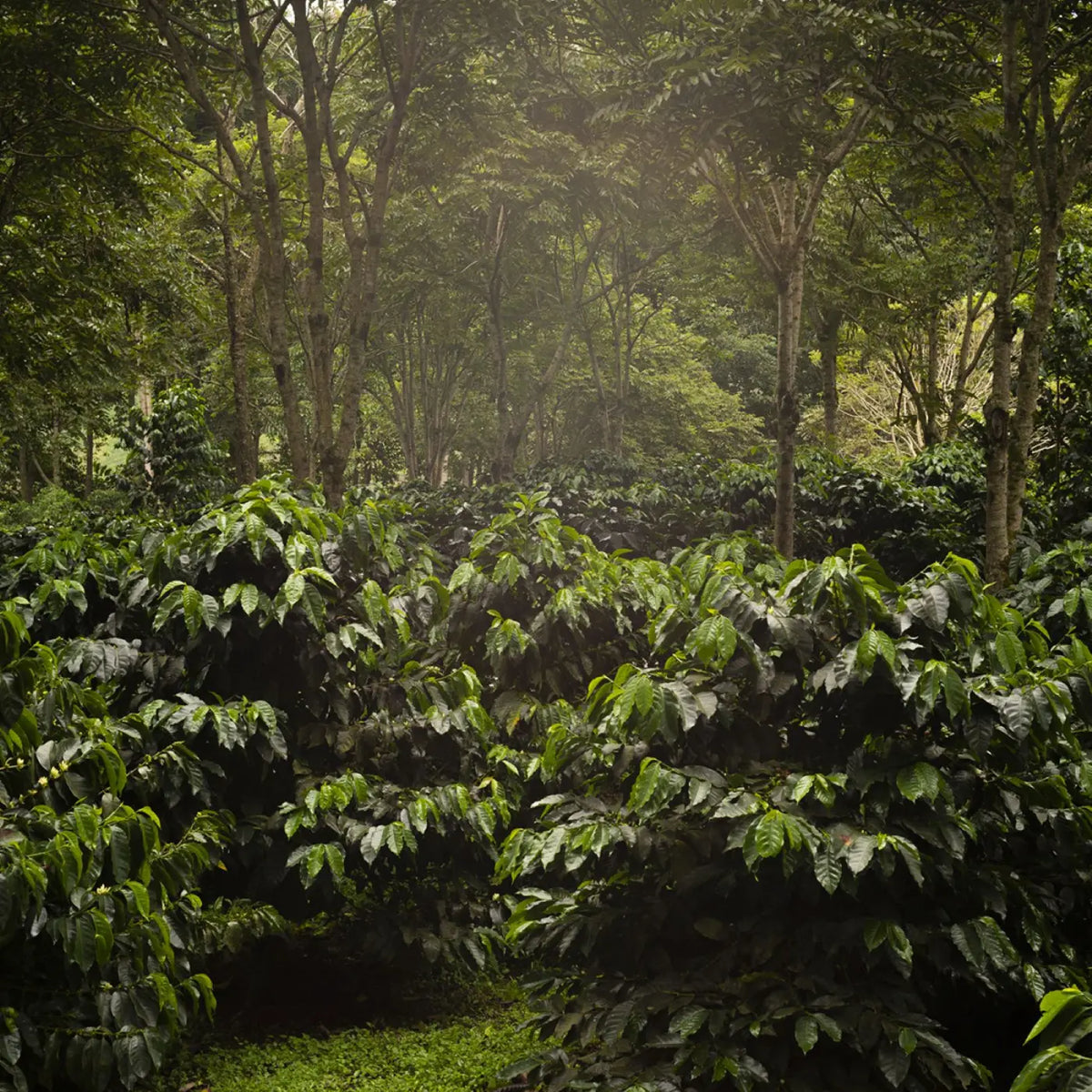 Café The Forest Bio