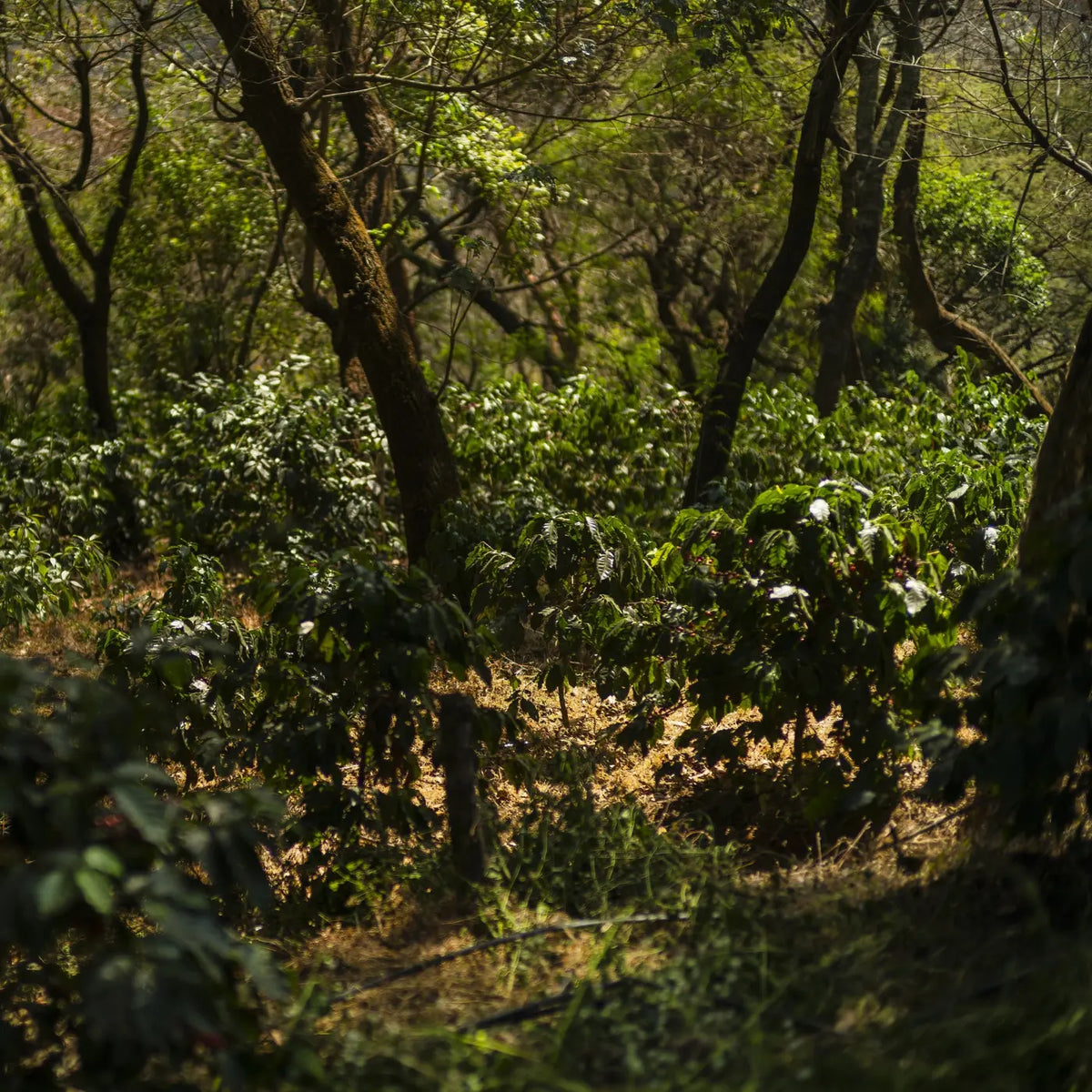 Felipe Contreras - Finca Gascon - Geisha Washed "Del Bosque" - Légendes
