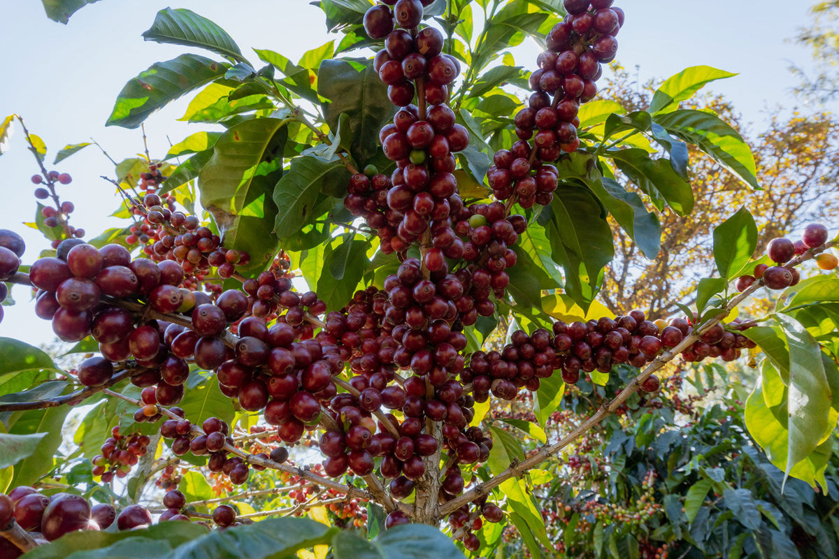 Schoenkaffee - Kolumbien - El Bombo Women BIO / Filterkaffee
