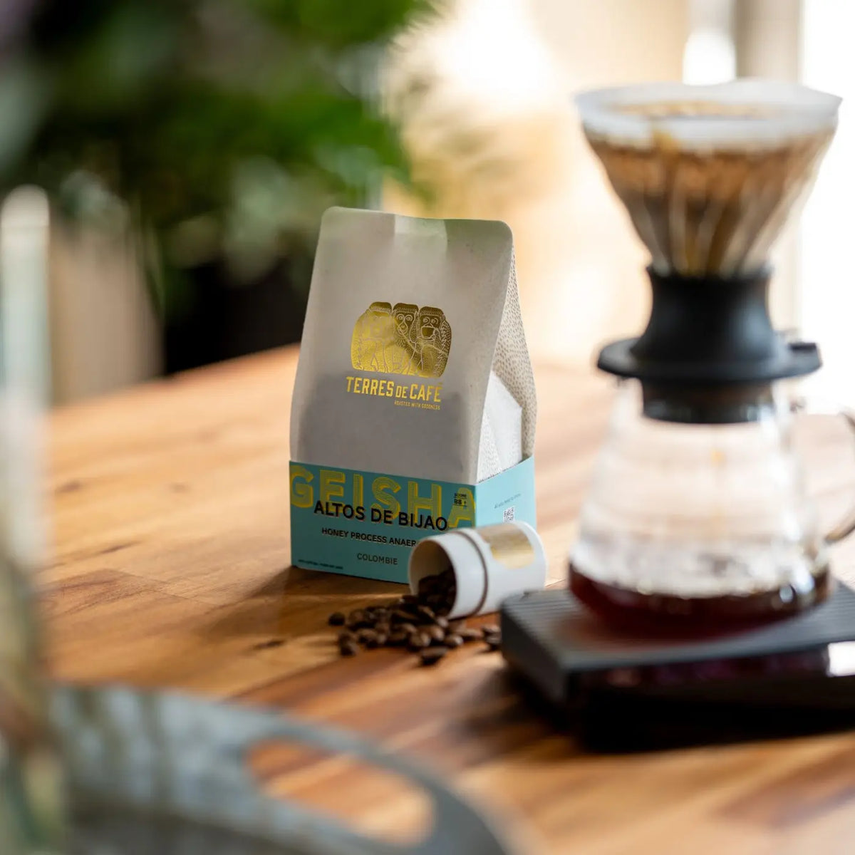 Café Altos de Bijao Geisha