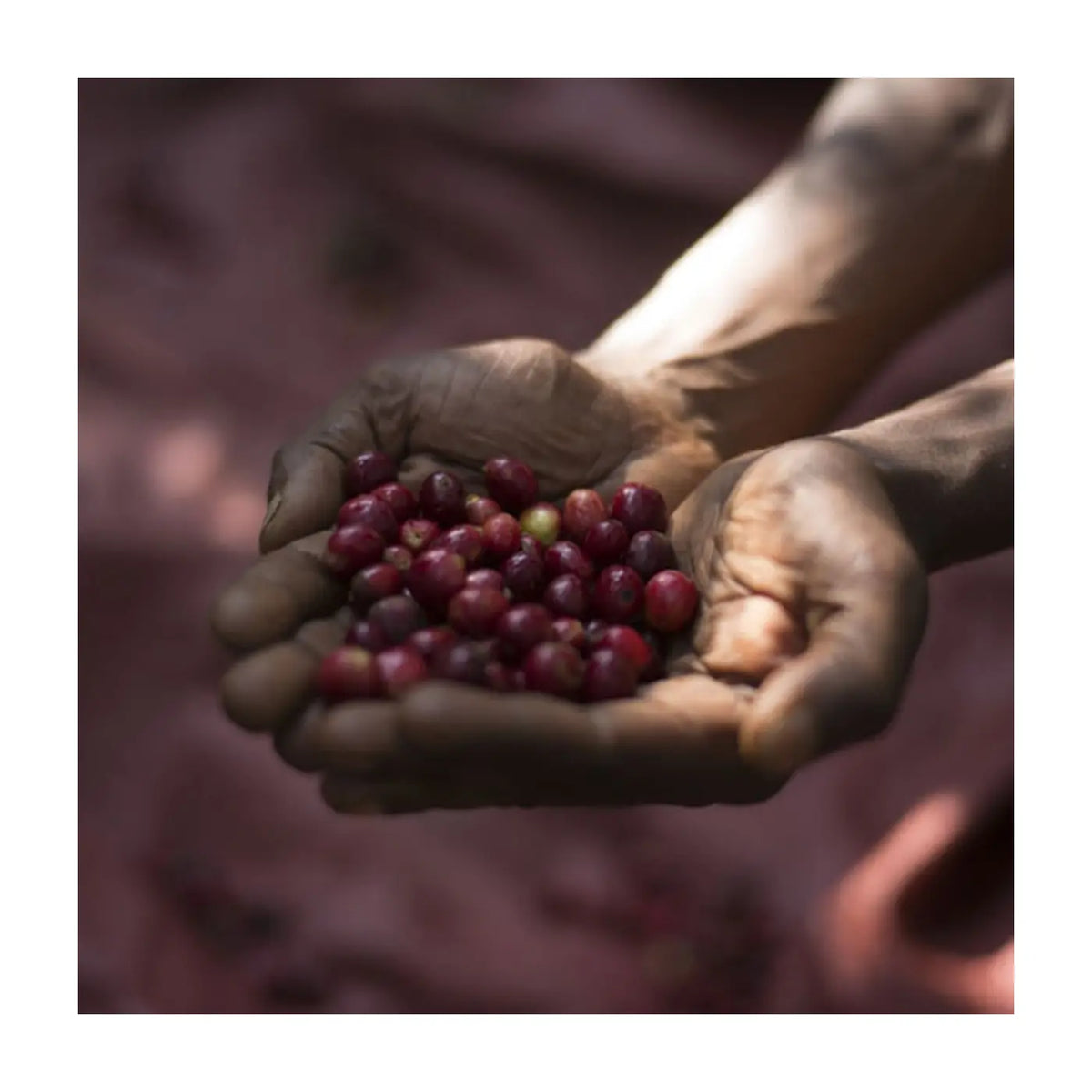 Café Dukale Layo Guji