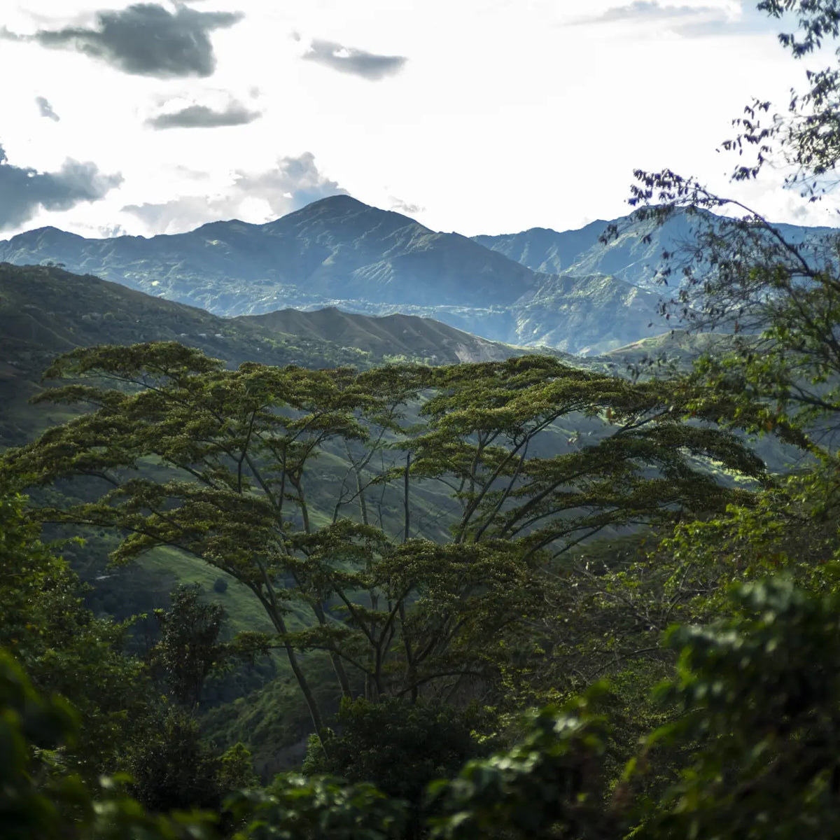 Café Finca Santa Maria - Caturra Lavé