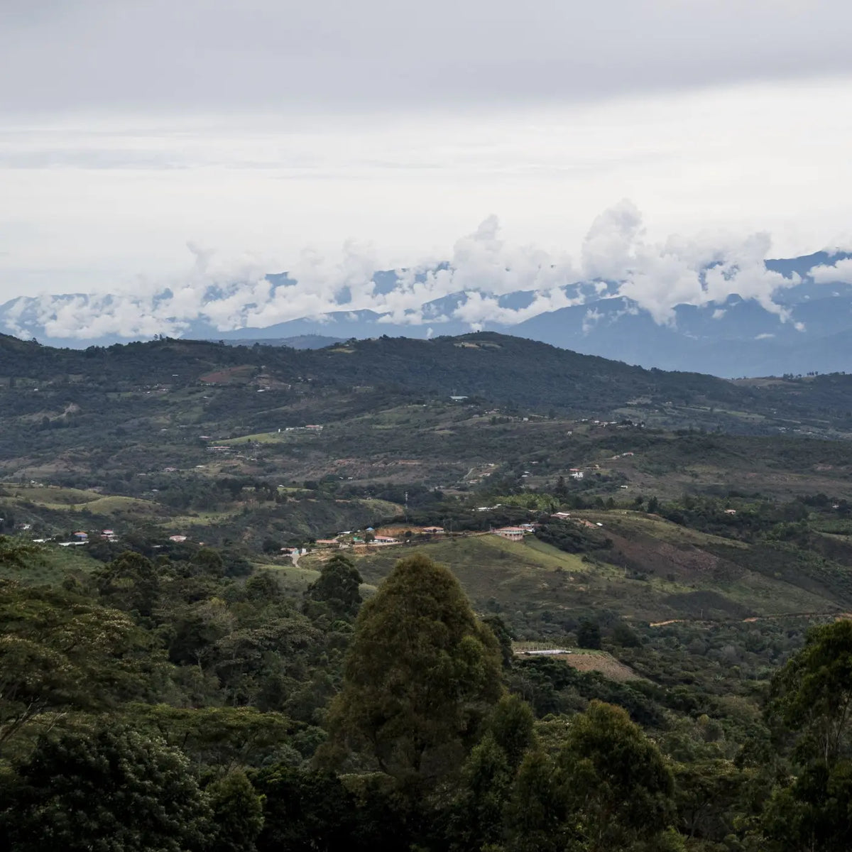 Café Granja La Esperanza - Bourbon Pointu