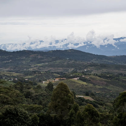 Café Granja La Esperanza - Bourbon Pointu