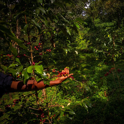 Café KSF Goma Forest Bio