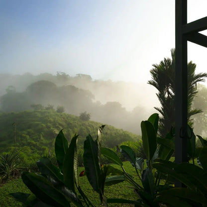 Café Volcan Azul - Caturra