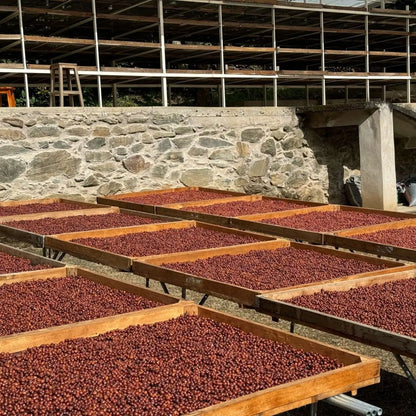Dwight Aguilar - Nueva Allianza - Geisha Washed Anaerobic - Légendes