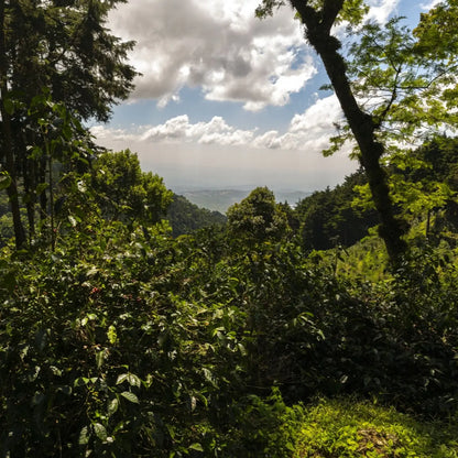 Miguel Angel Villacencio - Finca la Pacaya - "Kenia" SL28 Natural - Légendes